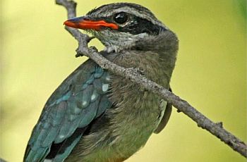 indian pitta